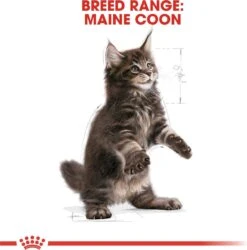 Royal Canin Maine Coon Kitten - Kattenvoer - 4 Kg -Dierenwinkel 1186x1200 1