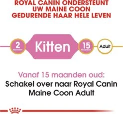 Royal Canin Maine Coon Kitten - Kattenvoer - 4 Kg -Dierenwinkel 1200x1114 8