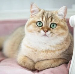 Lord Lou - George Roze Velvet S - Luxe Hondenmand - Luxe Kattenmand - 49x40x31 -Dierenwinkel 1200x1197 1