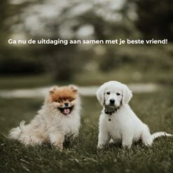 AYOO Agility Voor De Hond - Honden Training - Honden Behendigheid Set - Hondenparcours - Training Huisdieren - Honden Agility Set - Slalom - Horde - Draagzak - Agility Set - Oranje - Wit - GRATIS Speeltouw -Dierenwinkel 1200x1200 204