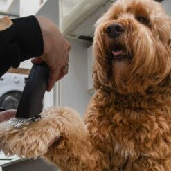 Clipr Ultimate 2-speed Hondentondeuse Op Accu -Dierenwinkel 1200x1200 347