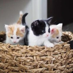 District 70 COCOON - Luxe Hondenmand Van Duurzaam Hoogwaardig Riet Met Zacht Kussen - Maten S/M/L - Large 31 District 70 COCOON - Luxe Hondenmand Van Duurzaam Hoogwaardig Riet Met Zacht Kussen - Maten S/M/L - Large -Dierenwinkel 1200x1200 396