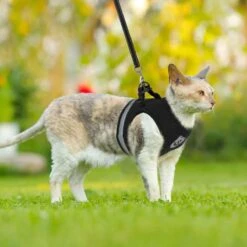Merkloos Kattentuigje Met Looplijn | Zwart Kattenharnas | Easy Step In | Kattenriem | Kattenlijn | Kattentuig | Maat S -Dierenwinkel 1200x1200 462