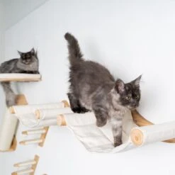 RHRQuality Wandmeubel Wandmontage Klimmuur Kat 53 X 43cm Luxe Hangmat XXL Creme Klim Wand Muur Krabpaal Katten Muurbevestiging -Dierenwinkel 1200x1200 503