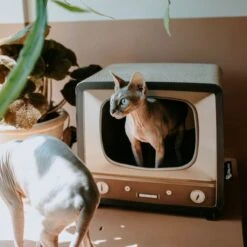 District 70 TELLY - Retro TV Krabmeubel - Instagrammable Kartonnen TV Voor Katten - 39 X 27 X 37 Cm -Dierenwinkel 1200x1200 569