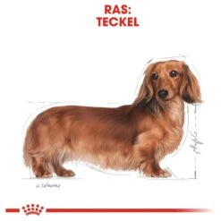 Royal Canin Dachshund/Teckel Adult 7.5 KG -Dierenwinkel 1200x1200 86