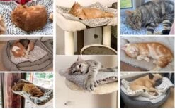 Merkloos Zelfverwarmende Dierendeken Zonder Stroom Thermo Deken Hond Kat Inclusief Adreslabel 70 X 47 Cm 15 Merkloos Zelfverwarmende Dierendeken Zonder Stroom Thermo Deken Hond Kat Inclusief Adreslabel 70 X 47 Cm -Dierenwinkel 1200x751 2