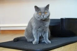 Merkloos Tastelio XXL Kattenbakmat 75x55cm - Groot Kattenbak Mat Met Innovatieve Honingraatstructuur - Dubbele Waterdichte Laag - Katten Bak Mat Met Eenvoudige Reiniging Grit Opvanger -Dierenwinkel 1200x799 14