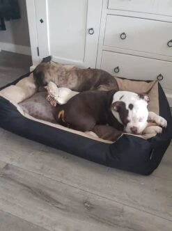 Hondenmand Cordura XXXL – Donkergrijs - 125 X 90 X 24 Cm 17 Hondenmand Cordura XXXL – Donkergrijs - 125 X 90 X 24 Cm -Dierenwinkel 892x1200