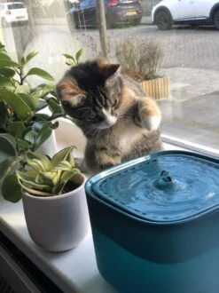 No Logo - 3L - Drinkfontein Voor Huisdieren, Water Fontein - Waterdispenser - Waterautomaat Drinkbakken 3L Voor Huisdieren Katten - Honden - Konijnen - Goud - Groen - Kattenfontein - Fontein - Drink - Bak - Drinkbak - Hond - Konijn - Kat - 2l - 1l - -Dierenwinkel 899x1200 8