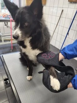 N4dogs – Hondenhanddoek – Honden Handdoek – Microvezel Handdoek – Handdoek Hond – Droogdoek Hond – Dierendeken – Sterk Absorberend – Handdoek Met Zakken - Zwart - 66 X 23 Cm -Dierenwinkel 900x1200 4